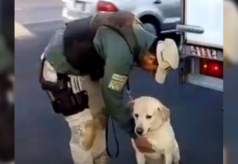 Video: muere perro policía de la unidad de Narcóticos en Jalisco | El Imparcial de Oaxaca