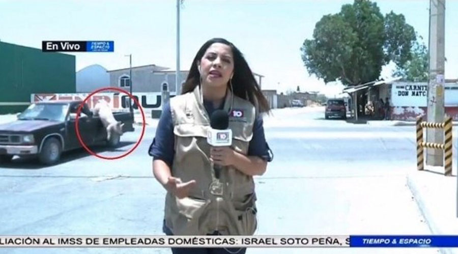 Video: Cerdito cae de camioneta durante reporte en vivo | El Imparcial de Oaxaca