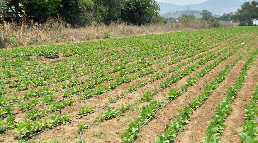 Errática la política federal agropecuaria para Oaxaca | El Imparcial de Oaxaca