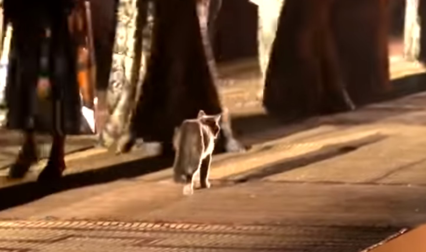 Video: Gato se cuela en pasarela de moda y orina a asistente | El Imparcial de Oaxaca