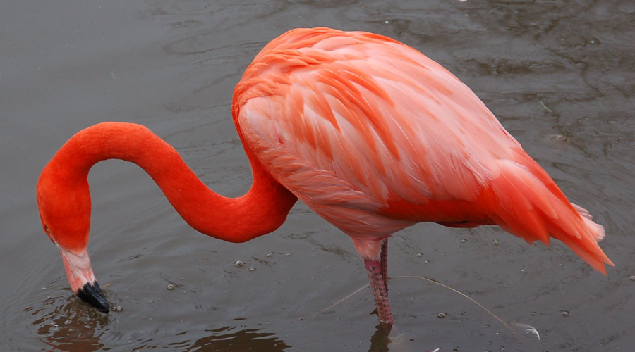 Sacrifican a flamingo en zoológico tras ser apedreado por niño | El Imparcial de Oaxaca