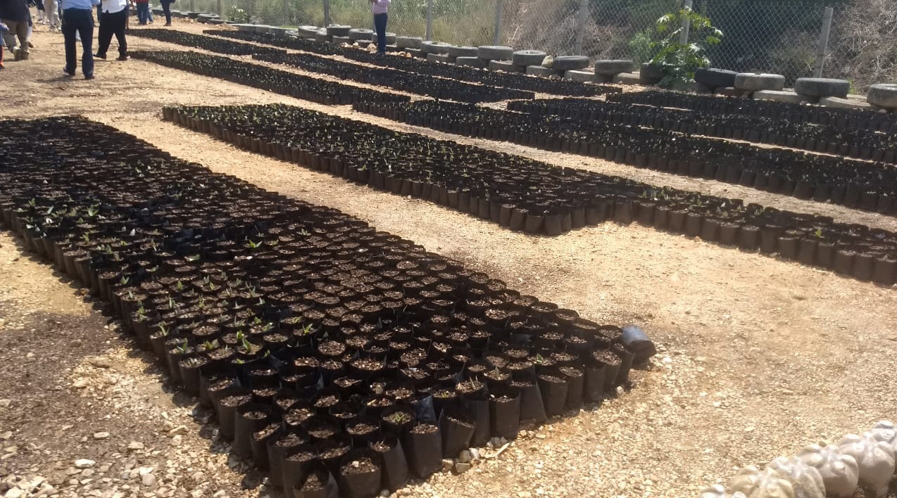 Continúa producción de agave en Telesecundaria El Manantial en Zaachila | El Imparcial de Oaxaca