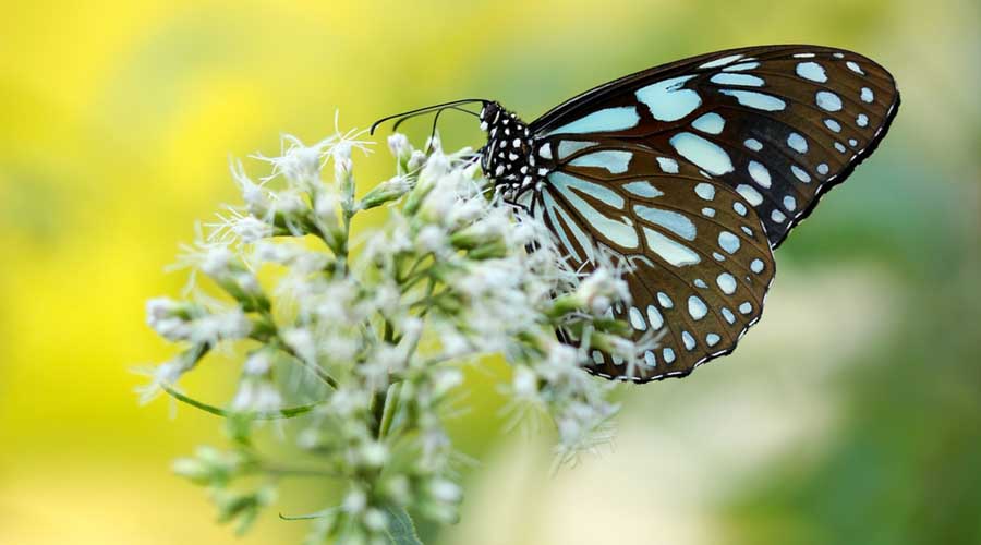 Conoce la importancia de las mariposas en el medio ambiente | El Imparcial de Oaxaca