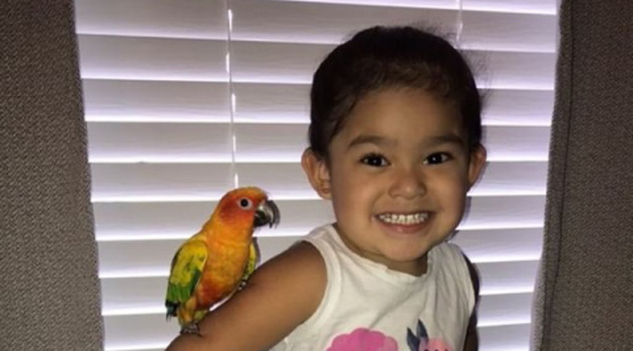 Video: Niña entrena a su pájaro para atacar a quien ella le ordene