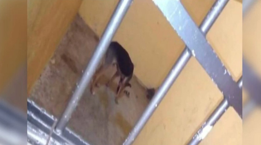 Video: Liberan al perro que tenían encarcelado en Lachigoló | El Imparcial de Oaxaca