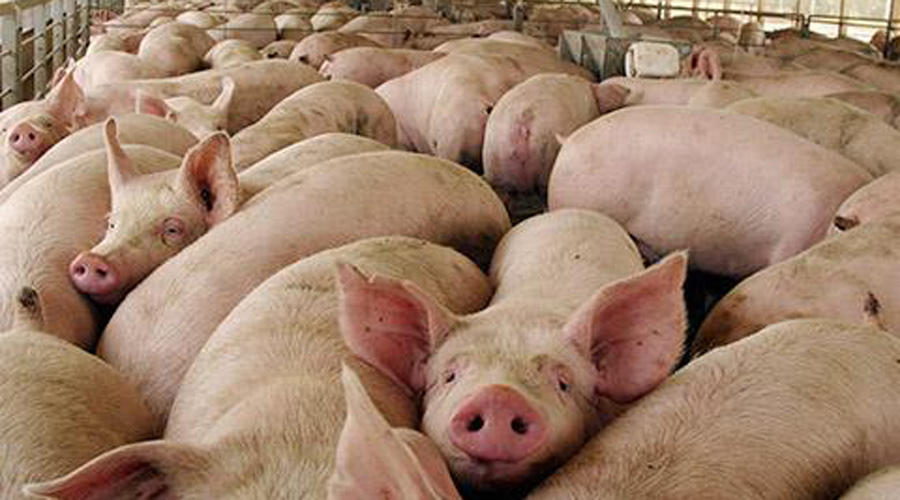 Escasez de carne de cerdo eleva los precios a nivel mundial | El Imparcial de Oaxaca