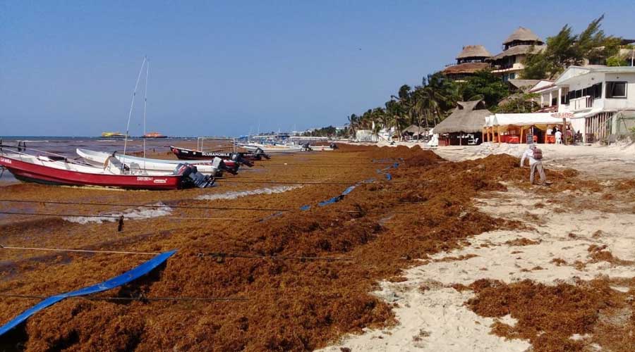 Combatirá Secretaría de Marina presencia de sargazo en Quintana Roo | El Imparcial de Oaxaca