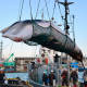 Japón realiza última caza científica de ballenas; iniciará pesca comercial
