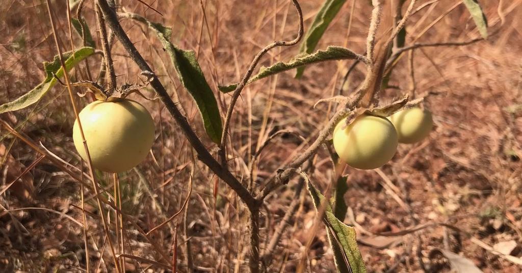 Un tomate silvestre que cambia de sexo y asombra hasta a los científicos | El Imparcial de Oaxaca