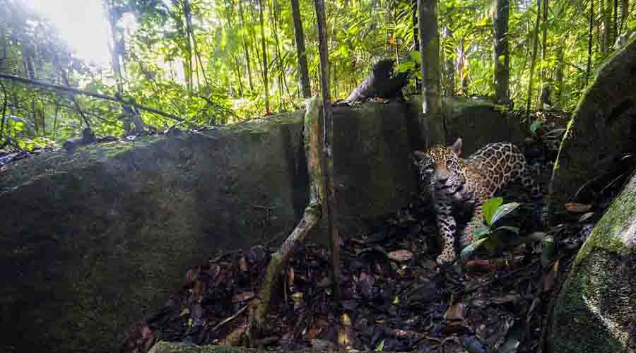 Captan impresionantes fotos de un jaguar en el Amazonas