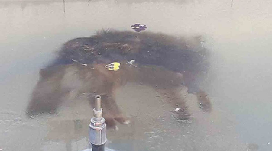 Perro muere congelado al interior de una fuente pública | El Imparcial de Oaxaca