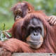 Pérdidas en áreas boscosas amenazan a la población de primates