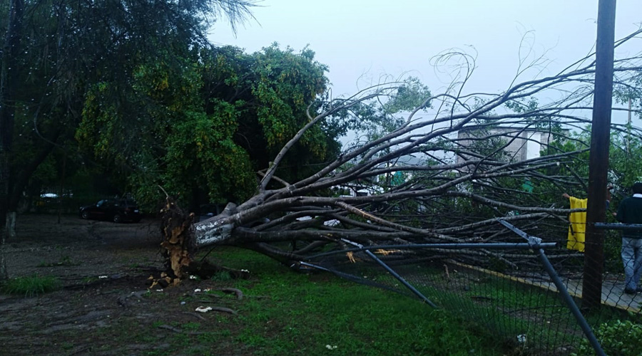 Lluvias provocan la caída  de árboles en Huajuapan
