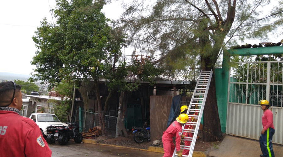 Lluvias provocan la caída  de árboles en Huajuapan