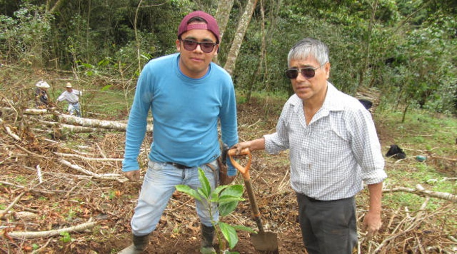 Apuestan en la Mixteca, por el cultivo de aguacate Hass