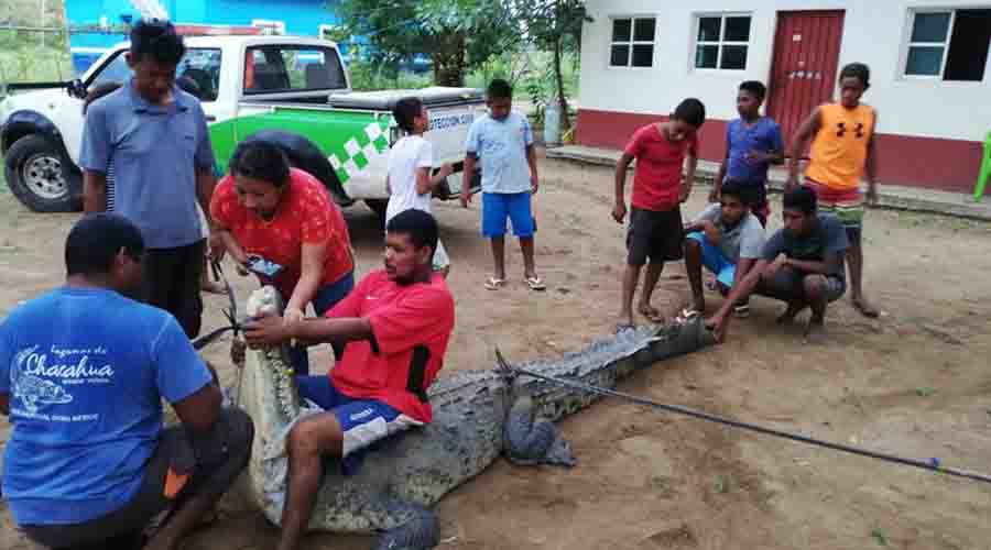 Atrapan a gigantesco cocodrilo en Río Grande