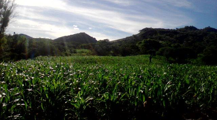 Busca Huajuapan de León producir unas 700  toneladas de maíz | El Imparcial de Oaxaca