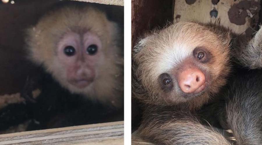 Autoridades de Chiapas sacrifican a monos capuchinos y osos perezosos por “riesgo sanitario” | El Imparcial de Oaxaca