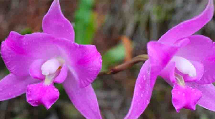 Disminuye población de especies de orquídeas en la Mixteca | El Imparcial de Oaxaca