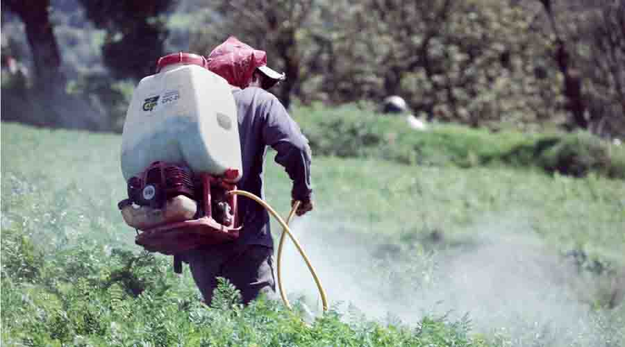 En la Mixteca, disminuirán problema  de químicos en cultivos | El Imparcial de Oaxaca