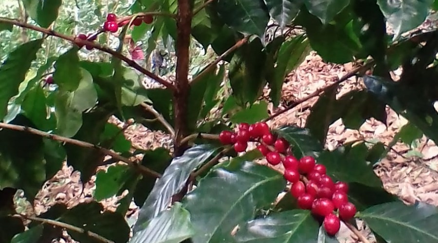 En la Mixteca, se pierden plantas criollas del café