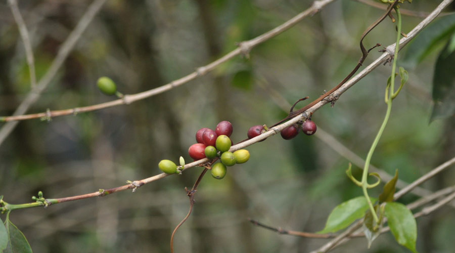 Productores de Talea de Castro padecen crisis de café