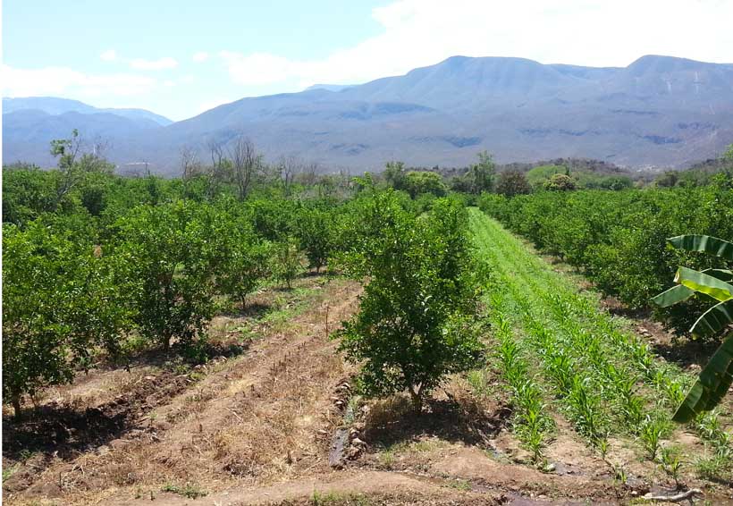 Consolida Oaxaca agroexportaciones | El Imparcial de Oaxaca