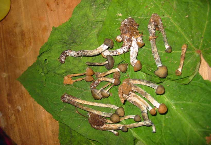 Inicia temporada de hongos alucinógenos en zona Mazateca