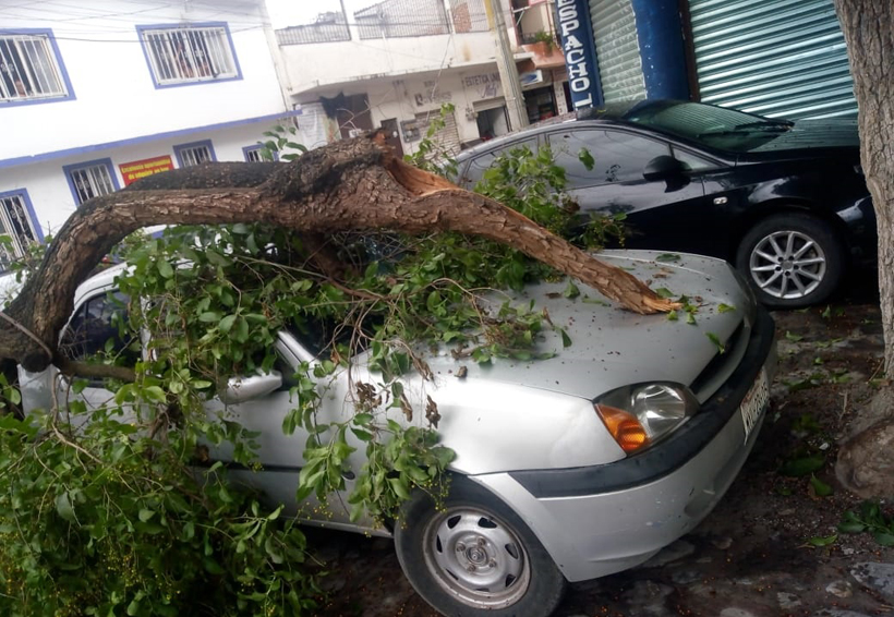 En Huajuapan cae pesado tronco sobre un vehículo | El Imparcial de Oaxaca
