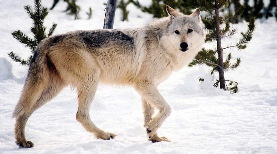 Lobo gigante existió en territorio ruso hace 40 mil años | El Imparcial de Oaxaca