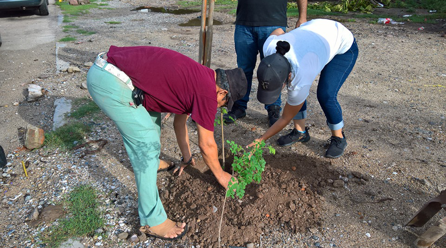 Reforestan diversas áreas en Juchitán