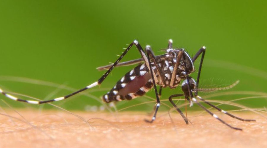 Aumentan casos de dengue; existen cuatro brotes activos | El Imparcial de Oaxaca