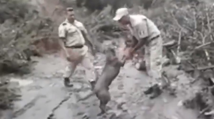 Video: Perrito se desborda de alegría tras ser rescatado del lodo | El Imparcial de Oaxaca