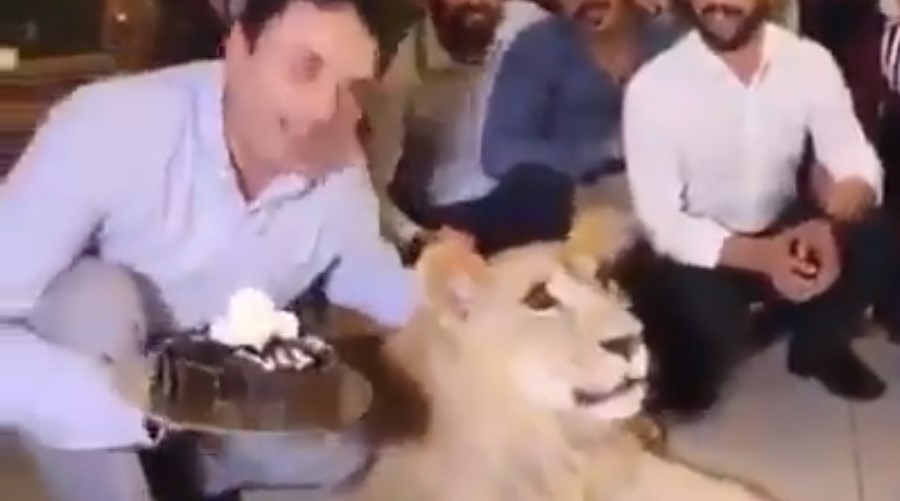 Video: Hombre estampa pastel en la cabeza de una leona doméstica | El Imparcial de Oaxaca