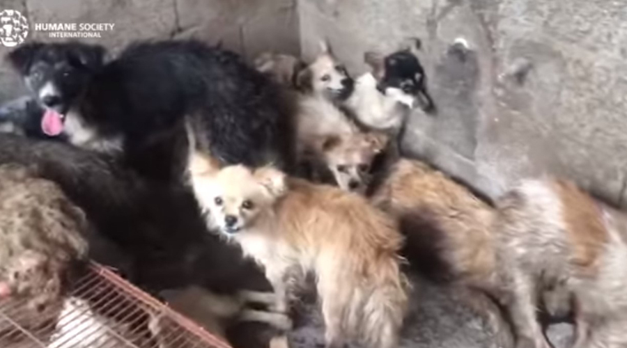 Video: Rescatan a 62 perros que iban a ser cocinados en un festival de China | El Imparcial de Oaxaca