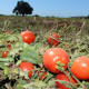 Cae exportación de tomate a EU