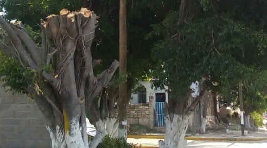 Tala de árbol provoca inconformidad de vecinos de Salina Cruz