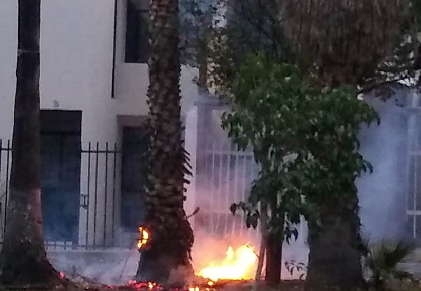 Se quema  palma en boulevard Eduardo Vasconcelos | El Imparcial de Oaxaca