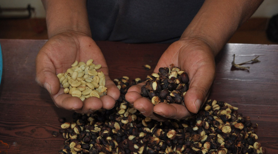 Obtiene el café de Oaxaca, Denominación de Origen “Pluma” | El Imparcial de Oaxaca