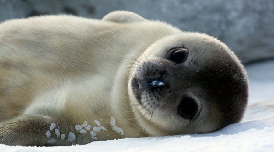 Cientificos descubren que las focas pueden imitar palabras y canciones | El Imparcial de Oaxaca