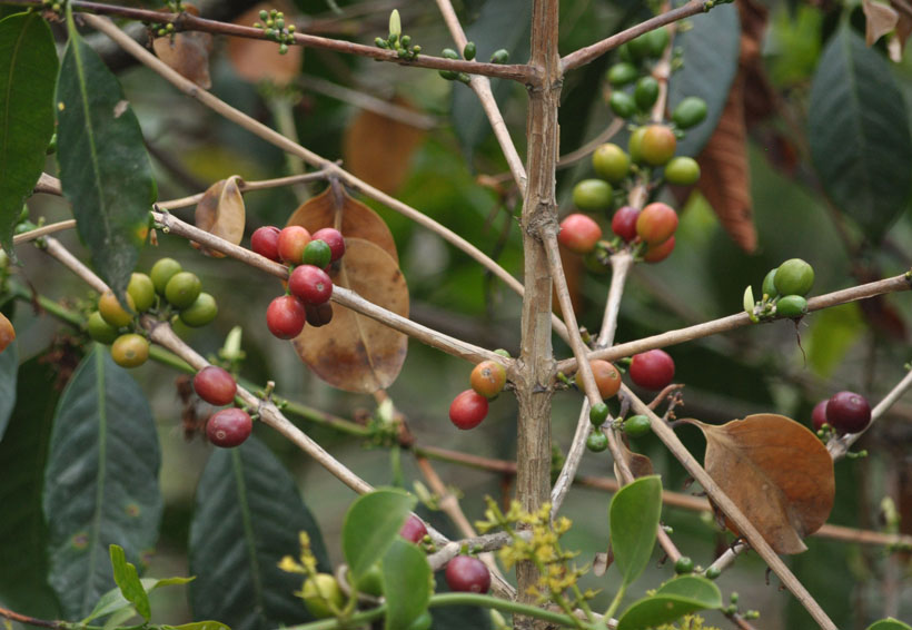 En Oaxaca la producción de café sufre prolongada agonía