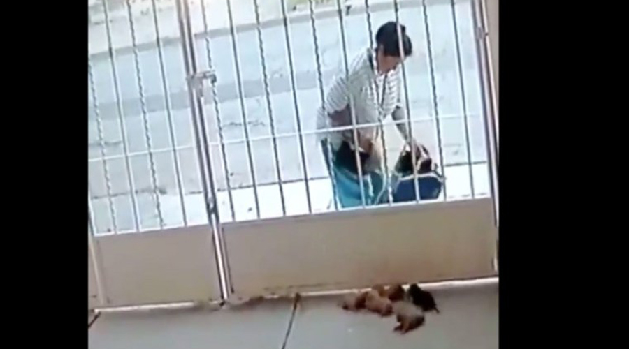 Video: Mujer abandona cachorros recién nacidos en la casa de un vecino | El Imparcial de Oaxaca