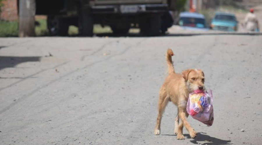Video: Alcalde ordena sacrificar a perros callejeros | El Imparcial de Oaxaca