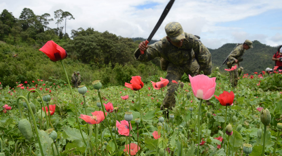 Cosecha de opio supera valor de la producción agrícola en Oaxaca