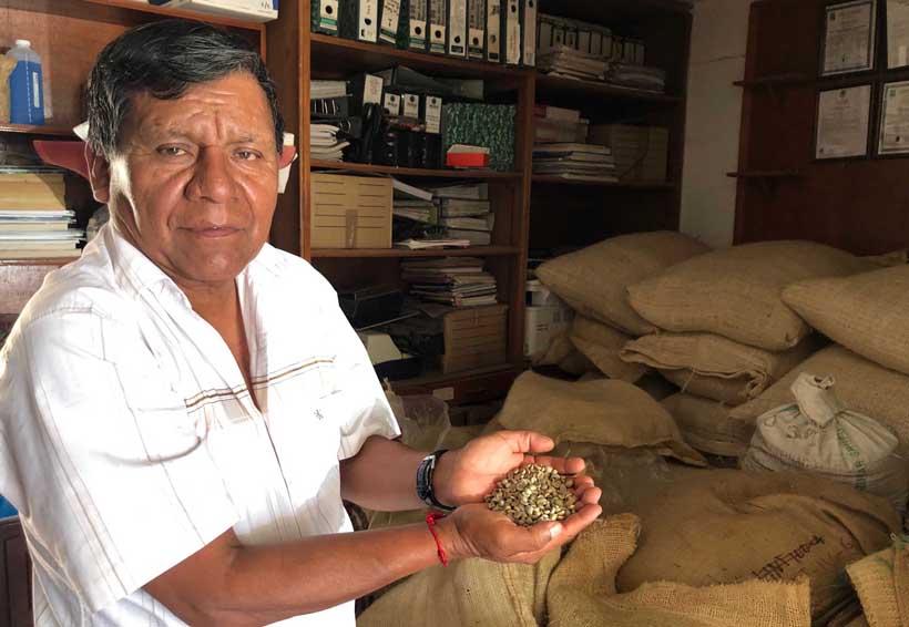 En Oaxaca la producción de café sufre prolongada agonía