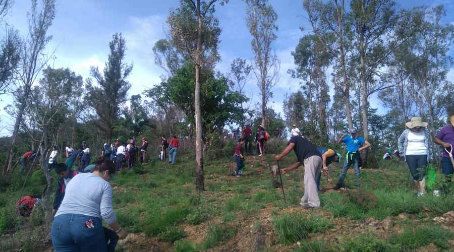 Refuerzan reforestación en regiones de Oaxaca | El Imparcial de Oaxaca