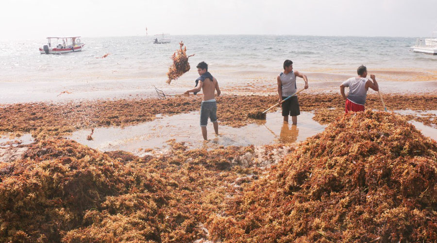 Mala recolección del sargazo erosiona playas de Quintana Roo | El Imparcial de Oaxaca