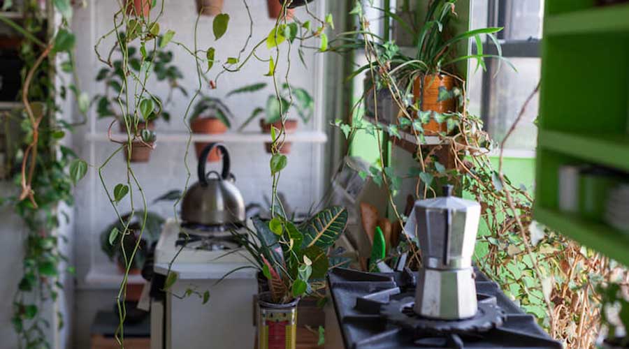 Jungle apartment: la nueva tendencia para los amantes de las plantas