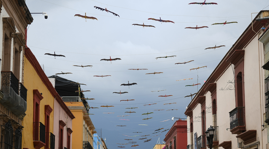 Aves de Manuel Molina encuentran el paraíso en Oaxaca