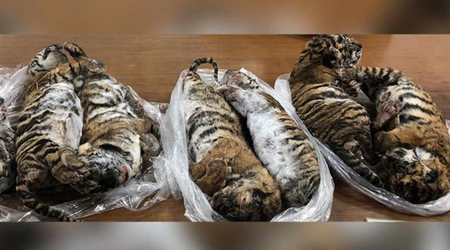 Detienen a hombre por transportar siete tigres congelados | El Imparcial de Oaxaca